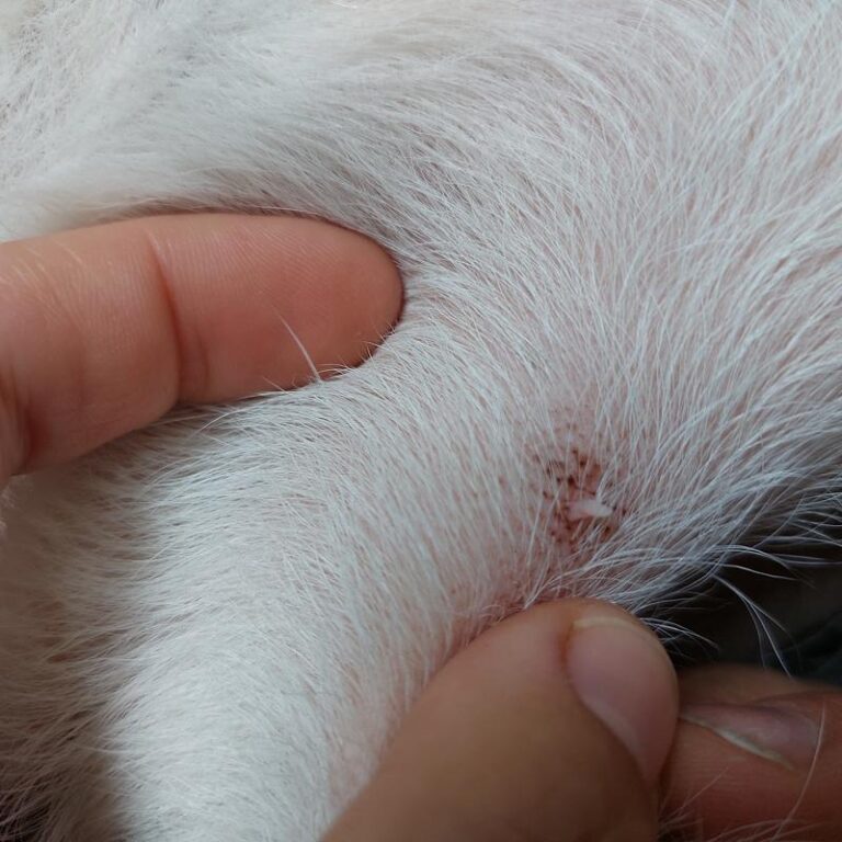 Włókniaki u psa – jak dbać o zdrowie naszych czworonożnych przyjaciół?