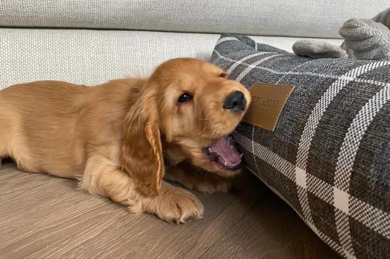 Aktywność fizyczna dla psów