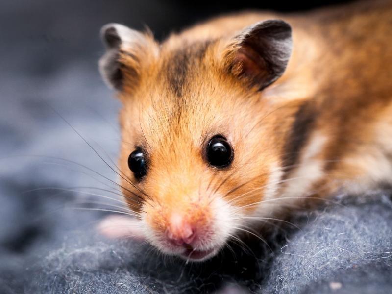 Alternatywy żywieniowe dla chomika