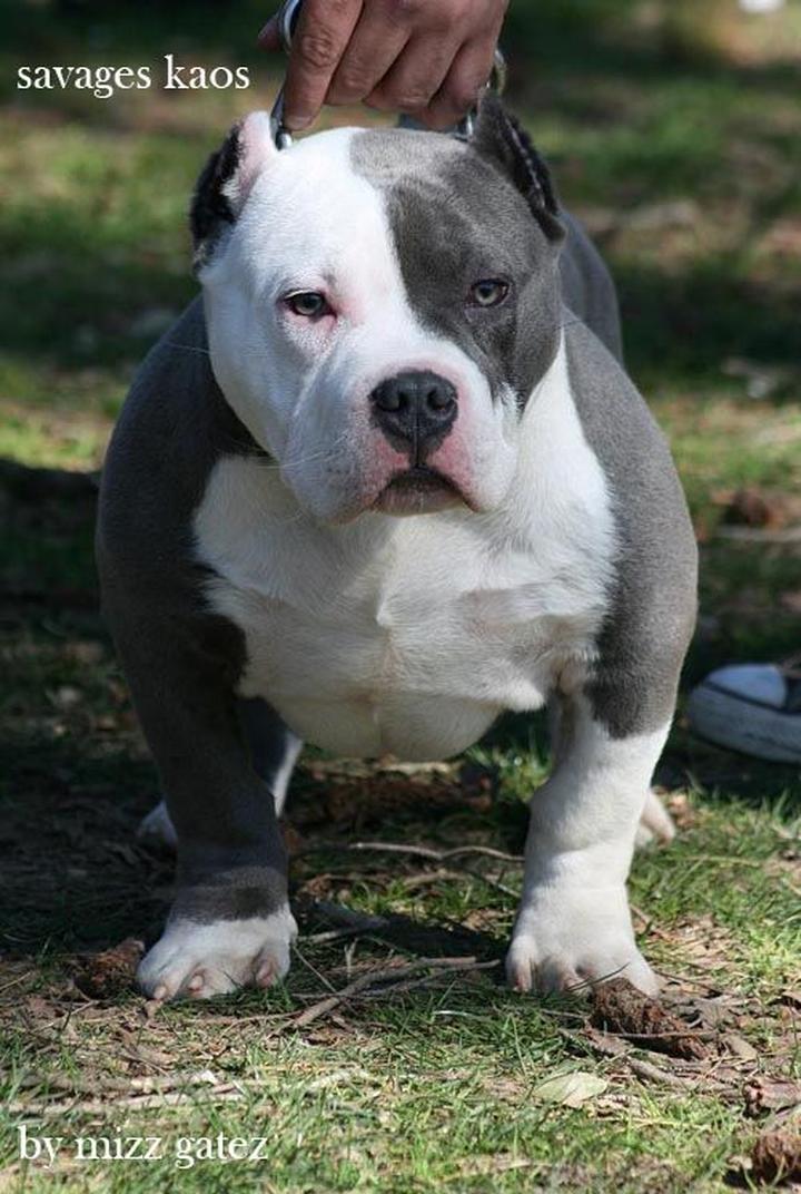American Bully charakterystyka