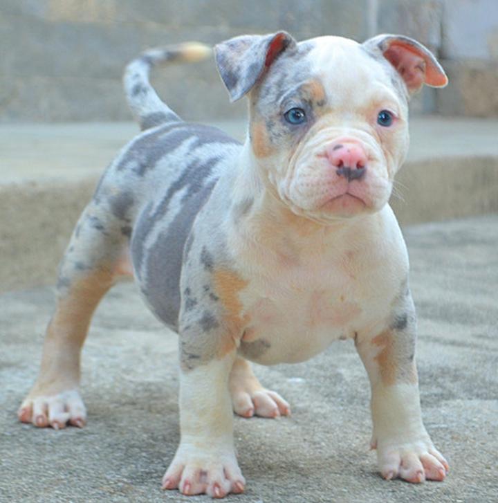 American Bully historia