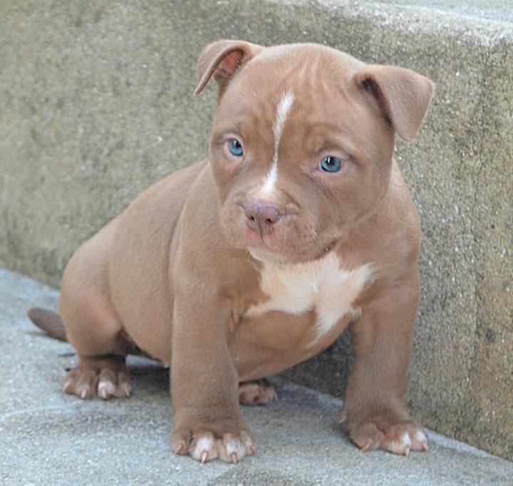 American Bully pielęgnacja