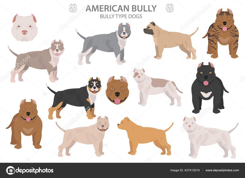 American Bully w rodzinie