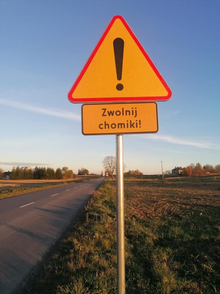 Bezpieczeństwo chomików
