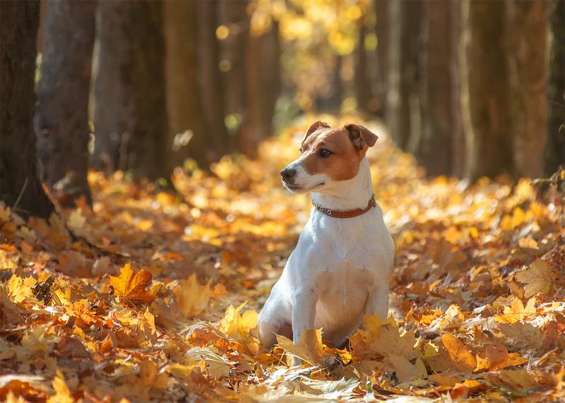 Bezpieczeństwo żywieniowe psów