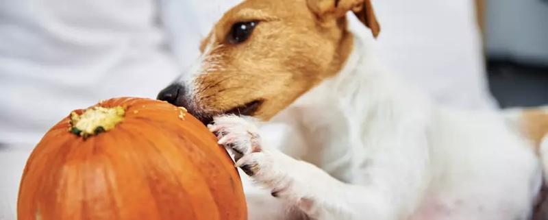 Bezpieczne warzywa dla psów