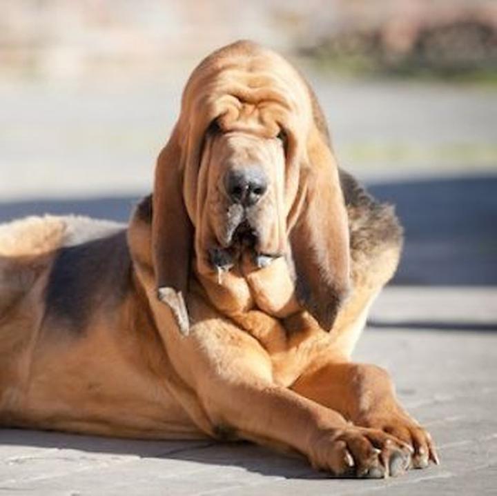 Bloodhound zdolności węchowe