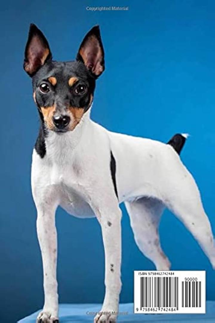 Charakter fox terriera