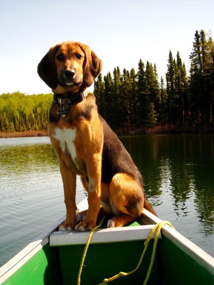 Charakterystyka bloodhounda