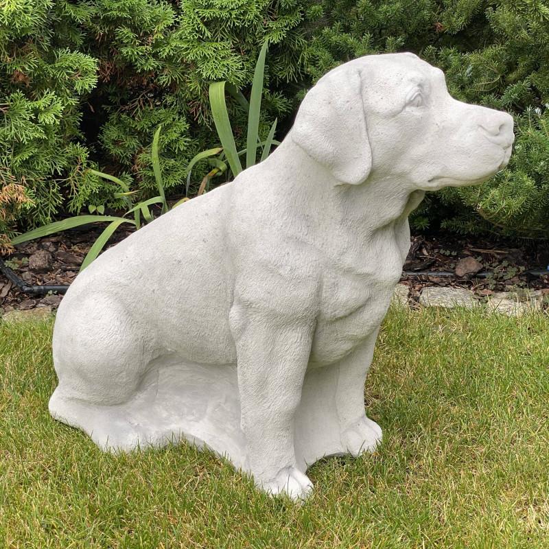 Charakterystyka rasy labrador