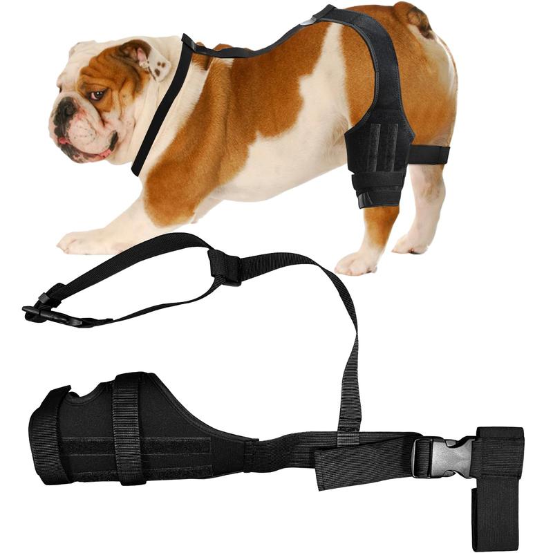 Dietetyka dla psa po narkozie