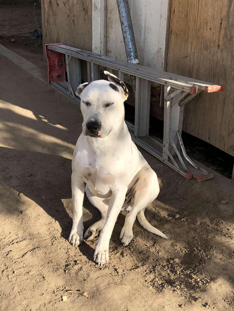 Dogo argentino charakterystyka