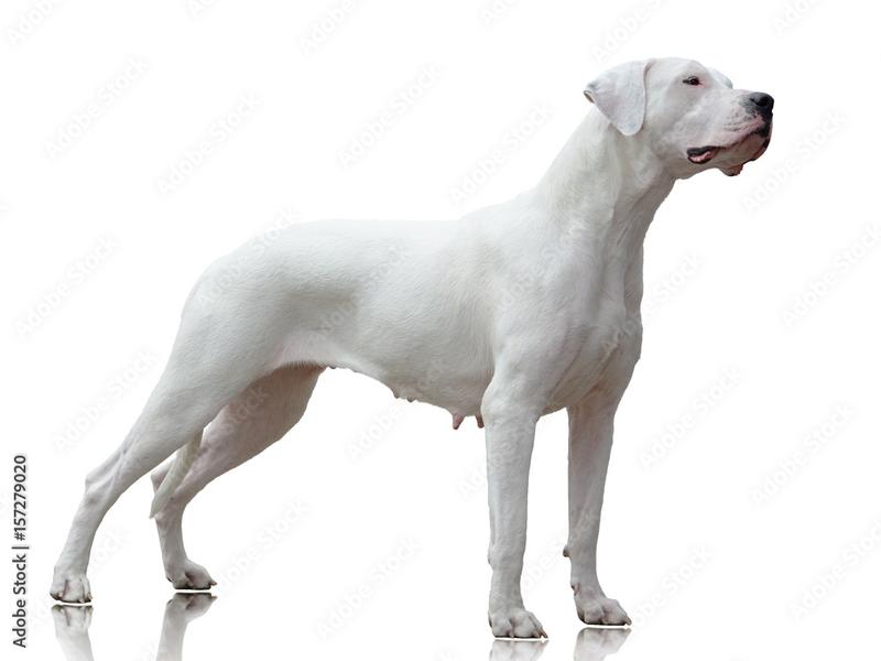 Dogo argentino pochodzenie