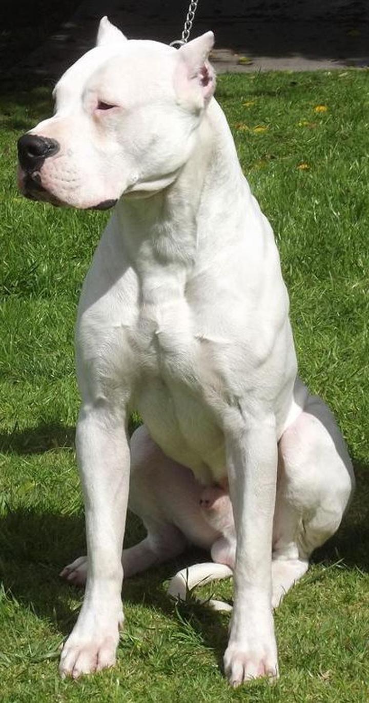 Dogo argentino zdrowie