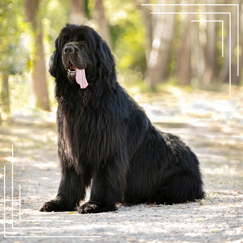 Historia rasy nowofundland