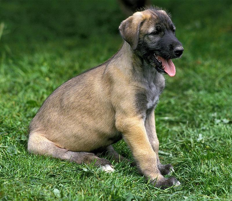 Irlandzki wilczarz charakterystyka