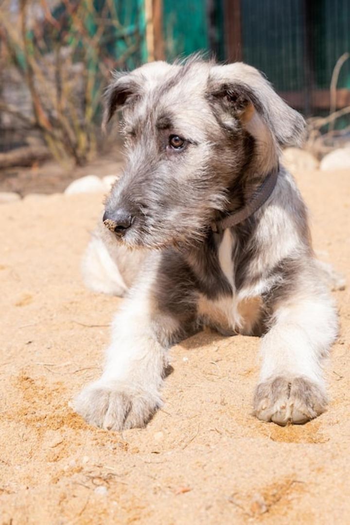 Irlandzki wilczarz historia