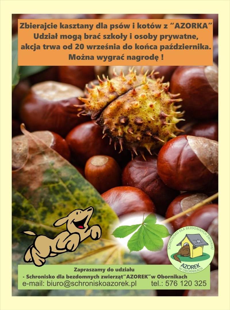 Kasztany dla psów