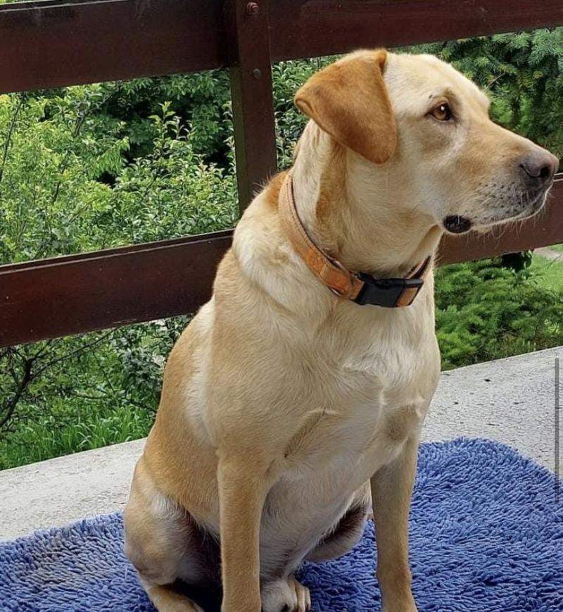 Labrador retriever cechy