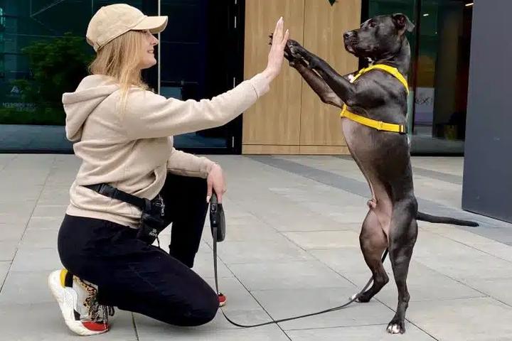 Nadmierne szczekanie