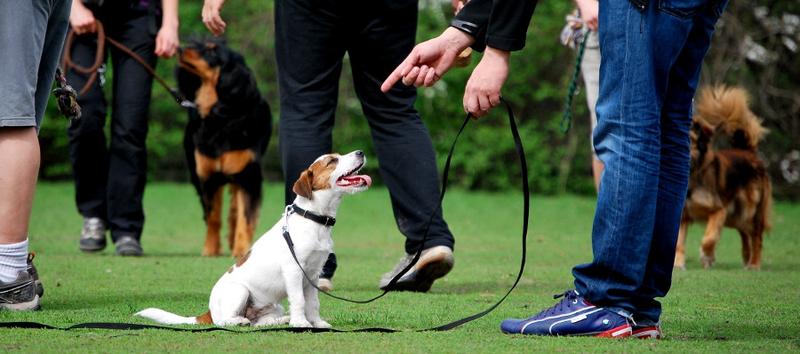 Nauka psa ignorować inne psy