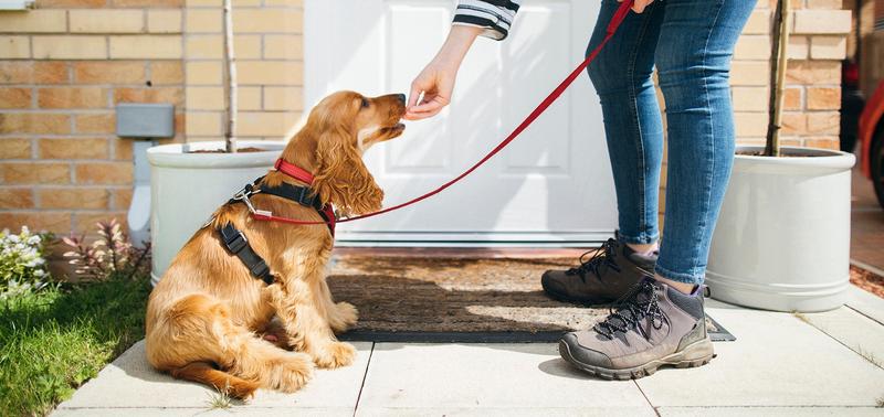 Nauka sygnalizowania u psa