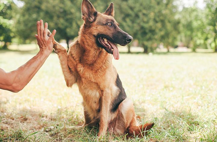 Nauka sztuczek dla psa