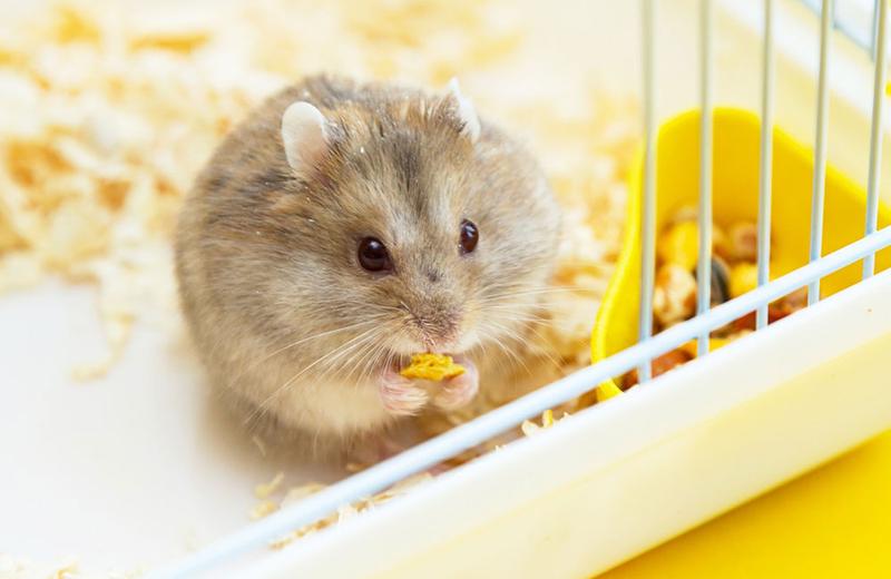Nowe pokarmy dla gryzoni