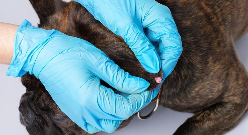 Objawy brodawczaka u psów