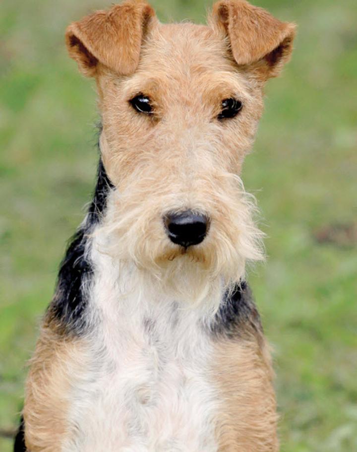 Opis rasy fox terrier