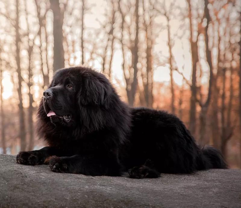 Opis rasy nowofundland