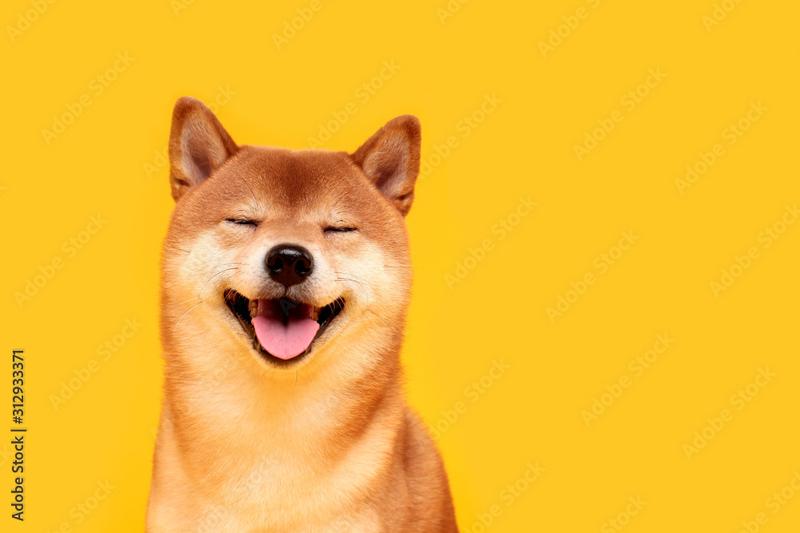 Osobowość shiba inu
