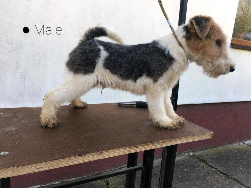 Pielęgnacja fox terriera