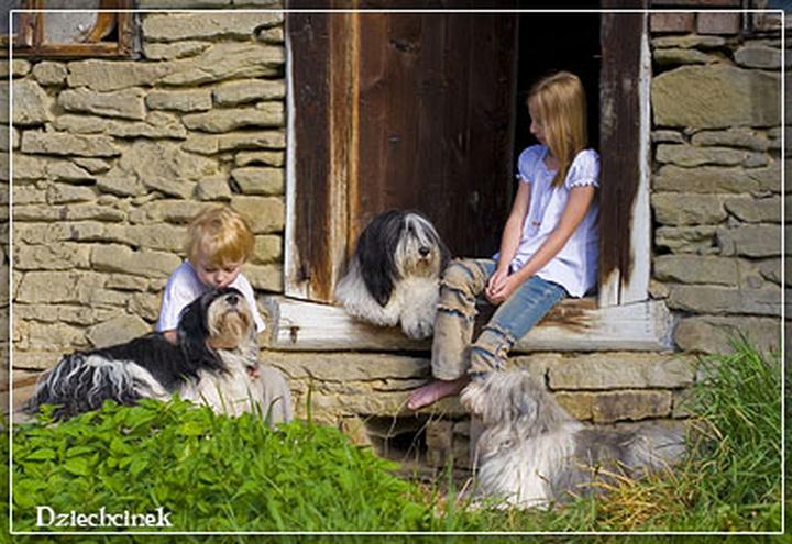Pielęgnacja owczarka nizinnego