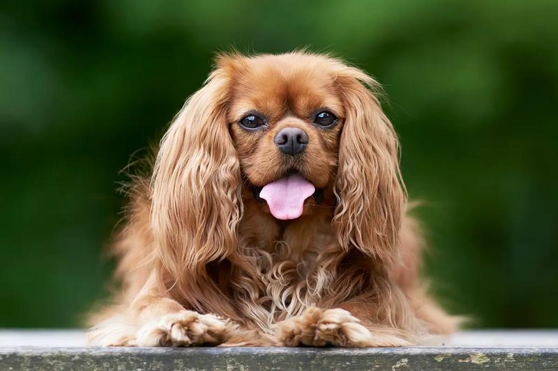 Pielęgnacja psów z długimi uszami