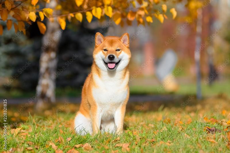 Pielęgnacja shiba inu