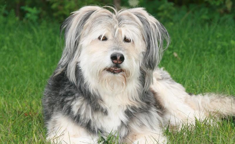 Polski owczarek nizinny