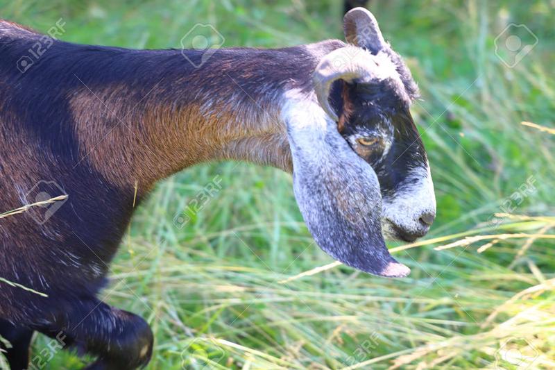 Psy z długimi uszami w historii