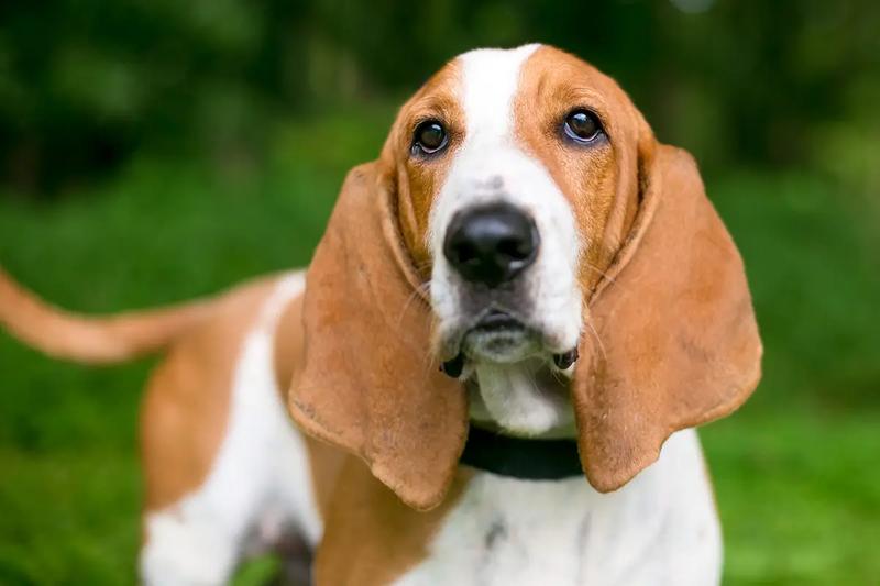 Rasy psów z długimi uszami