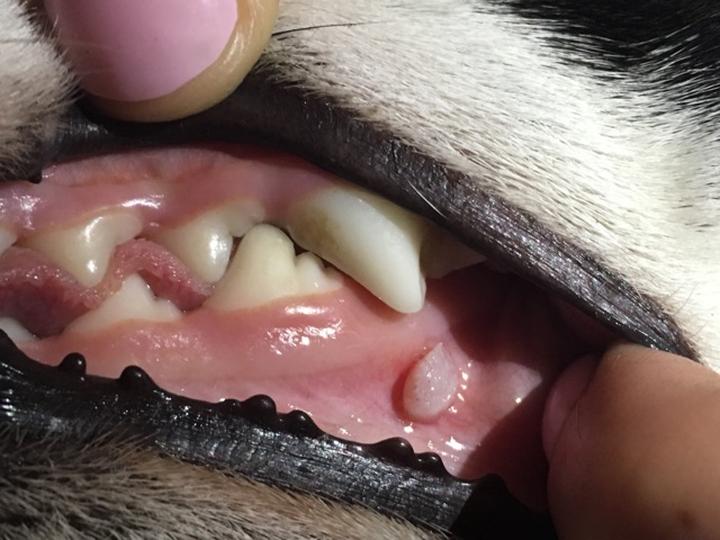 Rozpoznawanie brodawczaka u psa