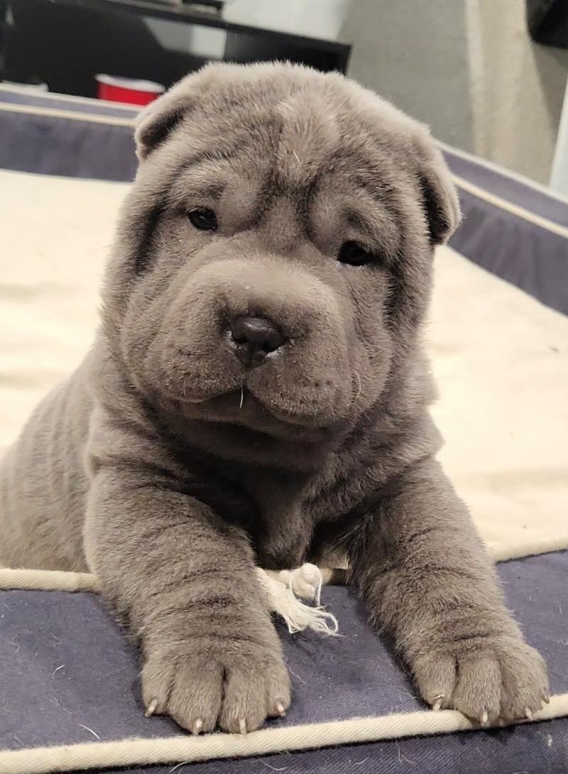 Shar pei w kulturze popularnej