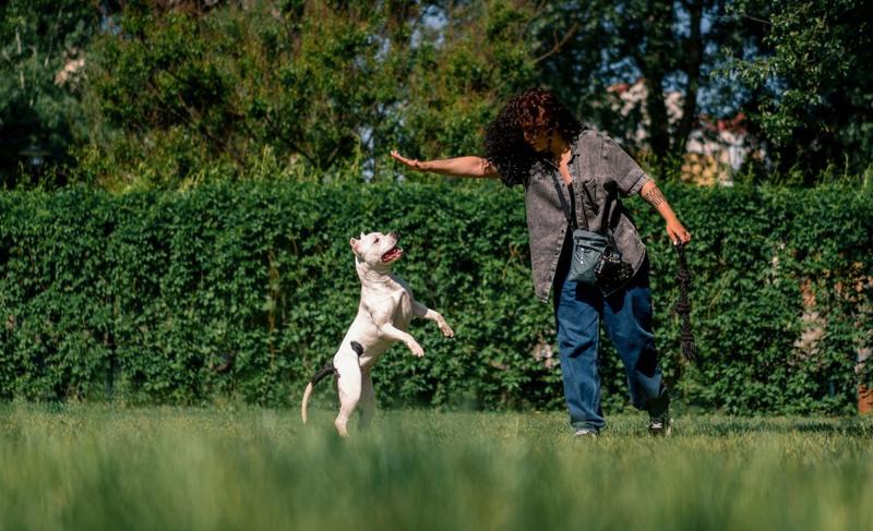 Sprzęt treningowy dla psa