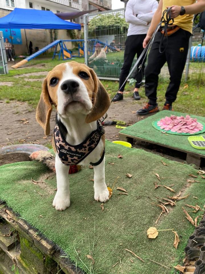 System nagród w szkoleniu psa