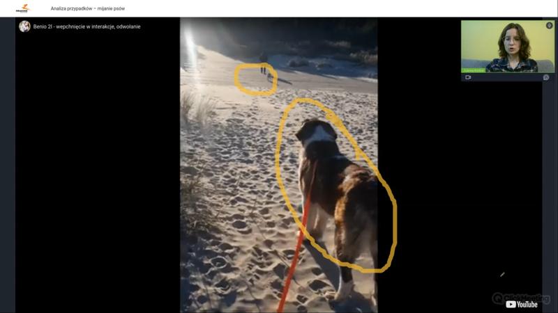 Szkolenie psów towarzyszących