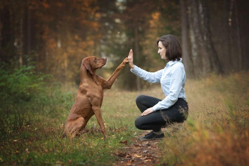Techniki treningowe psa
