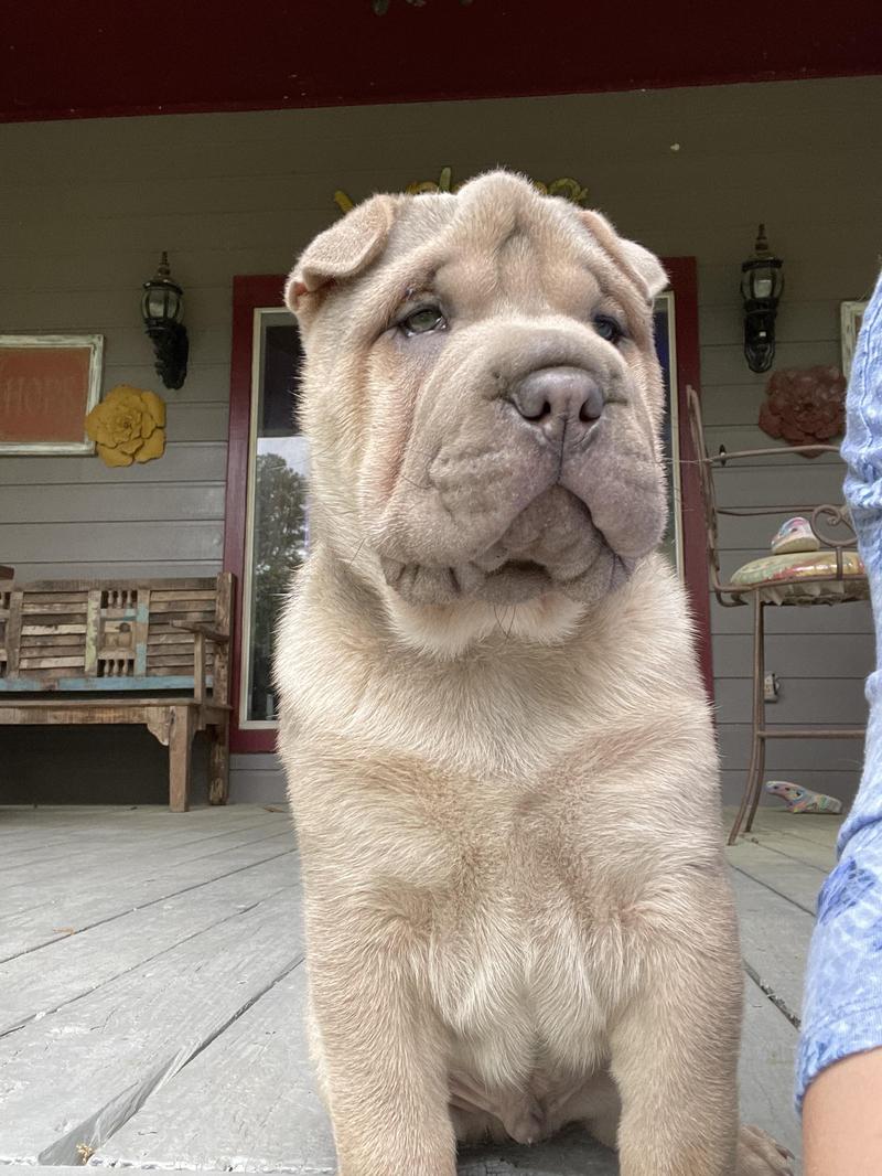 Temperament psa shar pei