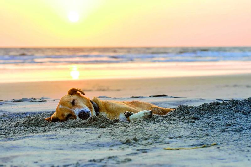 Wakacje z psem w Polsce