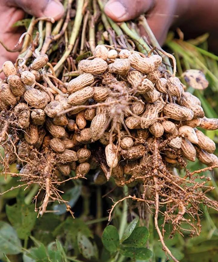 Wprowadzanie nowości żywieniowych dla psa