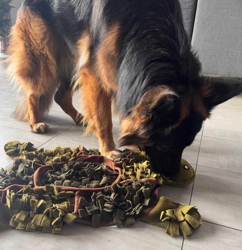 Zabawki węchowe dla psów