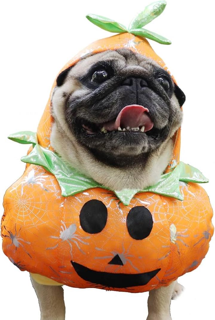 Zagrożenia dyni dla psów